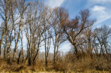 Çimlerle ve sonbahar ağaçlarıyla kaplı bir bataklığın kıyısına bak..