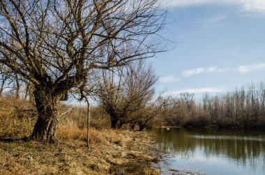 Çimlerle ve sonbahar ağaçlarıyla kaplı bir bataklığın kıyısına bak..