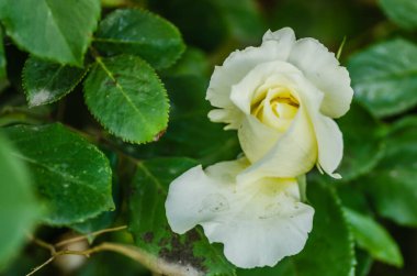 A yellowish-white rose bloomed in its natural environment. A white rose with luminous leaves and an almost black, slightly blurred background.