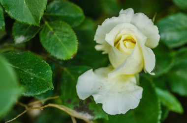 A yellowish-white rose bloomed in its natural environment. A white rose with luminous leaves and an almost black, slightly blurred background.