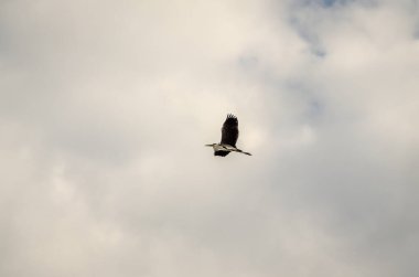 Great Blue Heron in flight. Great Blue Heron at full stretch taken from below.