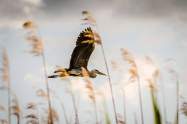 Great Blue Heron in flight. This large and beautiful great blue heron was flying low along the marsh on a beautiful spring day.