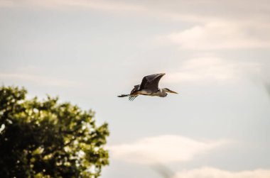 Great Blue Heron in flight. This large and beautiful great blue heron was flying low along the marsh on a beautiful spring day.