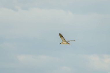 Great Blue Heron in flight. Great Blue Heron at full stretch taken from below.