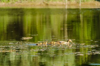 Ördekli genç ördek, güneşli bir günde, Sırbistan 'ın Novi Sad kenti yakınlarındaki Tuna Nehri' nin sularında.