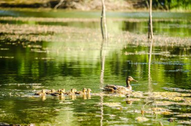 Ördekli genç ördek, güneşli bir günde, Sırbistan 'ın Novi Sad kenti yakınlarındaki Tuna Nehri' nin sularında.