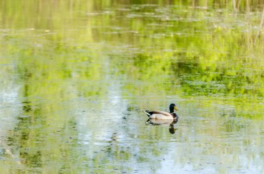 Doğal ortamlarında vahşi ördekler. Kanal boyunca sudaki vahşi ördek..