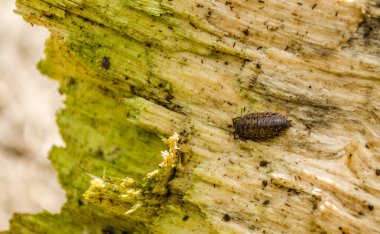 Ağaç kütüğündeki böcekler.