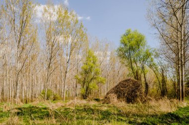 Sırbistan 'ın Novi Sad kentinin Petrovaradin kenti yakınlarındaki Tuna Nehri kıyısındaki orman.