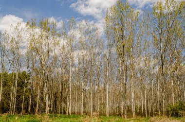 Sırbistan 'ın Novi Sad kentinin Petrovaradin kenti yakınlarındaki Tuna Nehri kıyısındaki orman.