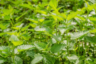 Genç Nettle Bitkisi Bahar güneşiyle aydınlanıyor.