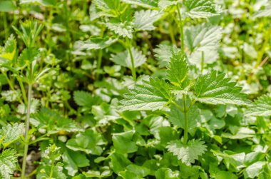 Genç Nettle Bitkisi Bahar güneşiyle aydınlanıyor.