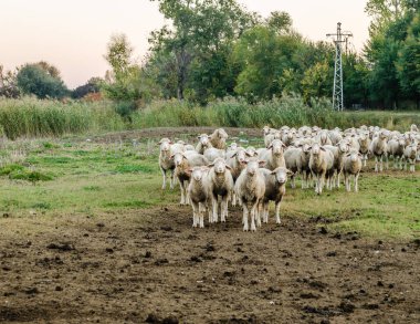 Sonbaharda otlayan bir koyun sürüsü çayırda otluyor..