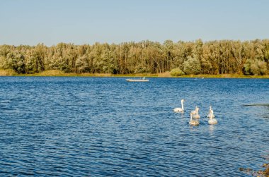 Sonbaharda Novi Sad kenti yakınlarındaki kanalın serin sularında genç kuğular.