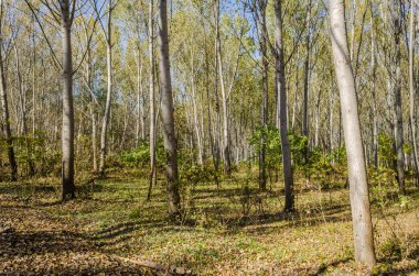 Ormanın ortamı sonbaharda, Tuna nehrinin kıyısında.