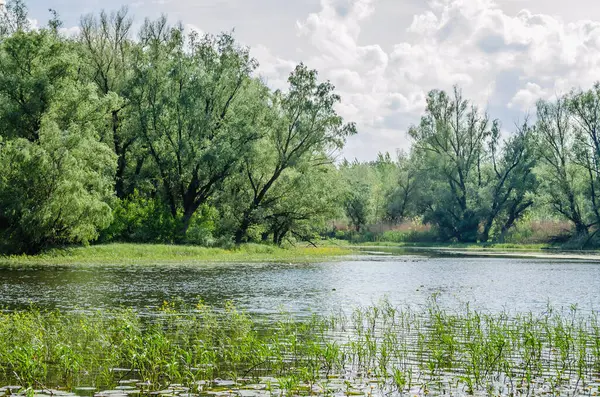 stock image Panoramic view of the swamp near the town of Novi Sad in Serbia