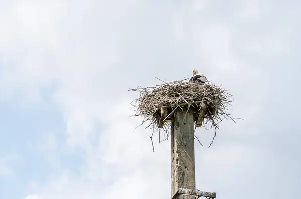 stock image A stork that stands in its nest built of shrubs.