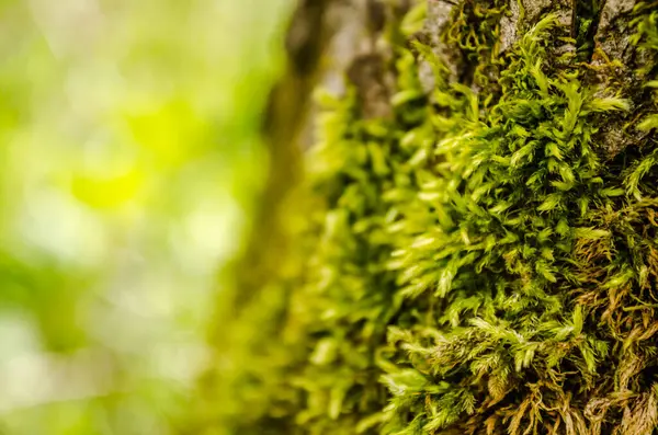 Ağaç kabuğu yeşil yosunla kaplı..
