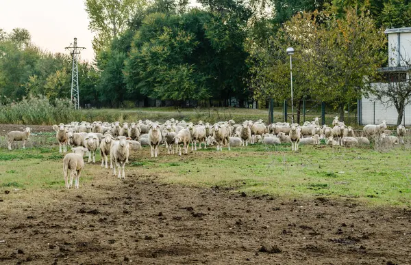 Sonbaharda otlayan bir koyun sürüsü çayırda otluyor..