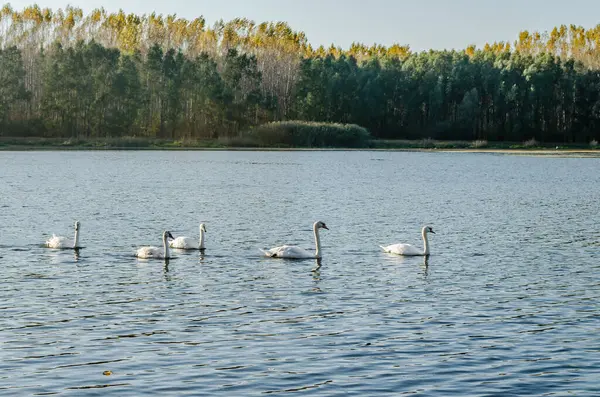 stock image Young swans in the cool water of the canal near the city of Novi Sad in the autumn.