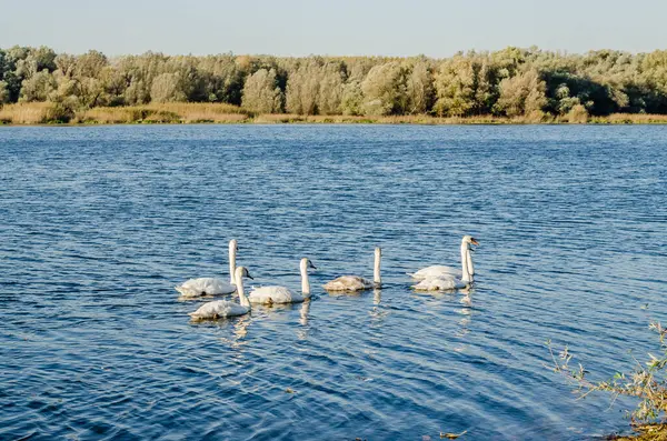 stock image Young swans in the cool water of the canal near the city of Novi Sad in the autumn.