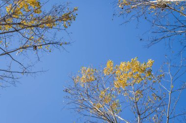 Ormanın ortamı sonbaharda, Tuna nehrinin kıyısında.