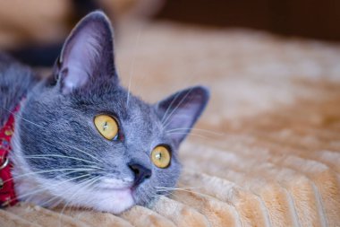 Close-up portrait of a sleepy European gray and white cat. A cute European cat. Portrait of a beautiful cat.