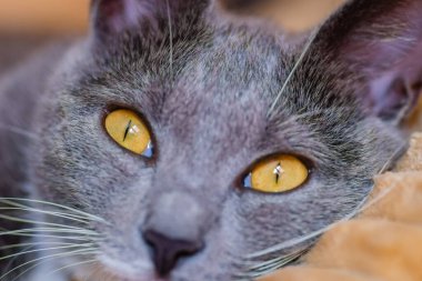 Uykulu bir Avrupa gri ve beyaz kedisinin yakın plan portresi. Şirin bir Avrupalı kedi. Güzel bir kedinin portresi..