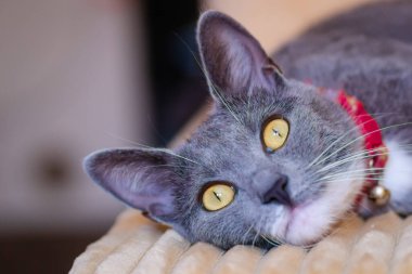 Close-up portrait of a sleepy European gray and white cat. A cute European cat. Portrait of a beautiful cat.