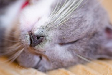 Close-up portrait of a sleepy European gray and white cat. A cute European cat. Portrait of a beautiful cat.