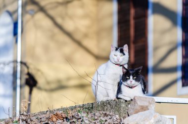 İki siyah beyaz kedi yavrusu özel bir evin duvarlarında dinleniyor..