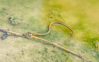 Çimen yılanı doğal ortamında. Çimen yılanı bataklık suyunda yüzer..