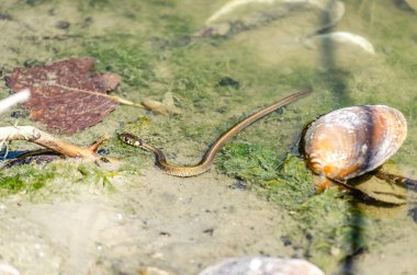 The grass snake in its natural environment. The grass snake swims in swamp water.