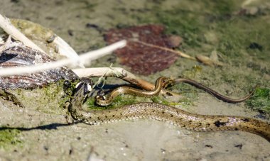 The grass snake in its natural environment. The grass snake swims in swamp water.