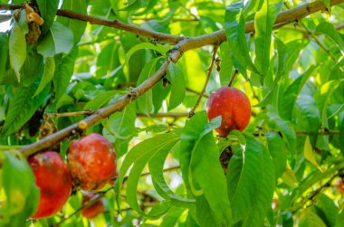 Ağacın üzerinde organik olarak Nectarine meyveleri üretti. Ağaçta toplanmamış olgun organik meyvelerin yakın çekim görüntüsü.