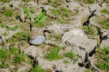 A river shell, Unio pictorum on a cracked muddy dry surface. Freshwater river mussel, Unio pictorum on the cracked muddy dry surface of the river bed.