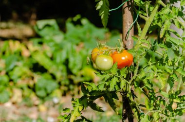 Red and green organic cherry tomatoes growing on a tomato vine in a garden awaiting harvest.