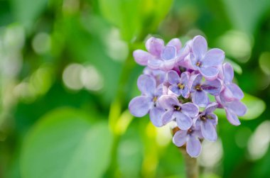 kokulu çiçekleri leylak (syringa vulgaris). sığ derinlik-in tarla, seçici odak