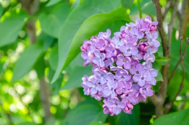 kokulu çiçekleri leylak (syringa vulgaris). sığ derinlik-in tarla, seçici odak