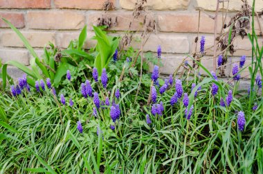 Muscari armeniacum üzüm sümbül bir yığın bir bahçede büyüyen