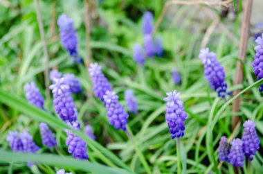 Muscari armeniacum üzüm sümbül bir yığın bir bahçede büyüyen