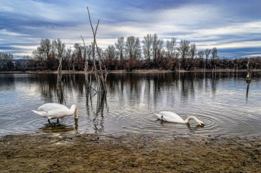 White swans swim in the water of a protected nature reserve.Two beautiful white swans on the shore of a protected nature reserve, swimming in the water.