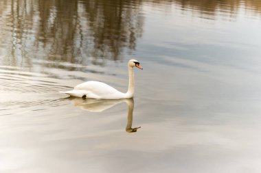 White swan swim in the water of a protected nature reserve. Beautiful white swan on the shore of a protected nature reserve, swimming in the water.