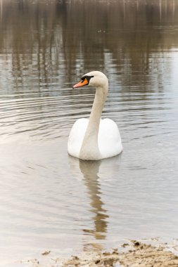 Beyaz kuğu koruma altındaki bir doğa koruma alanında yüzüyor. Korunmuş bir doğa koruma alanında, suda yüzen güzel beyaz kuğu..
