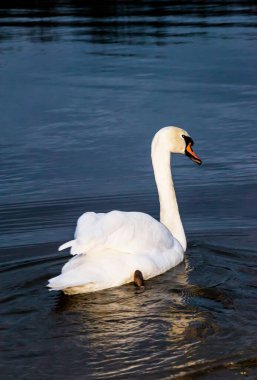 Beyaz kuğu koruma altındaki bir doğa koruma alanında yüzüyor. Korunmuş bir doğa koruma alanında, suda yüzen güzel beyaz kuğu..