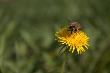 Sarı karahindiba üzerinde bal arısı.