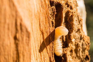 June beetle larva in trees, close up