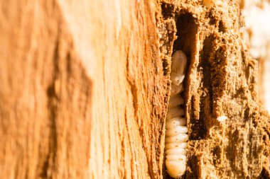 June beetle larva in trees, close up clipart