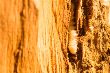 Ağaçlardaki haziran böceği larvaları, yaklaşın.