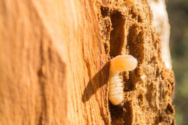 June beetle larva in trees, close up